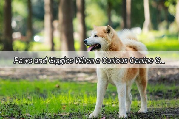 Paws and Giggles When a Curious Canine Got a Surprising Ride from a Wild Pack